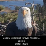 global-bird-enthusiasts-and-conservationists-gather-to-honor-jackie-the-bald-eagle-at-big-bear-lake
