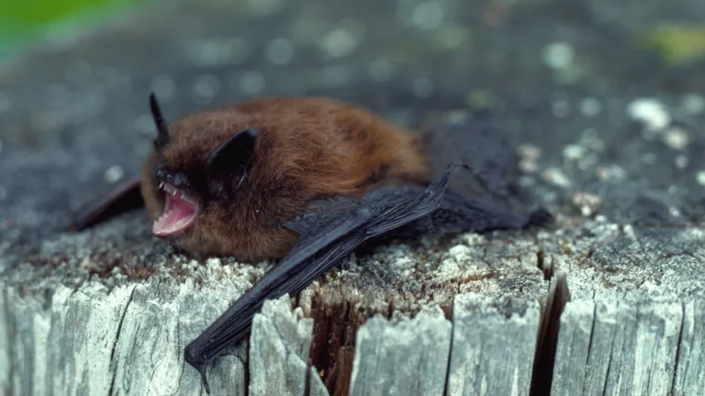 A little brown bat with its mouth wide open bares its teeth.