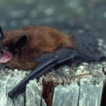 A little brown bat with its mouth wide open bares its teeth.