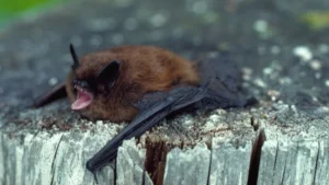 A little brown bat with its mouth wide open bares its teeth.