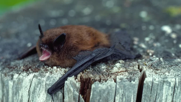 A little brown bat with its mouth wide open bares its teeth.