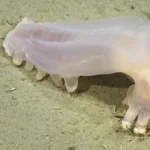 loki-the-sea-cucumber-and-56-other-new-marine-species-discovered-in-deep-sea-argentine-canyon-expedition