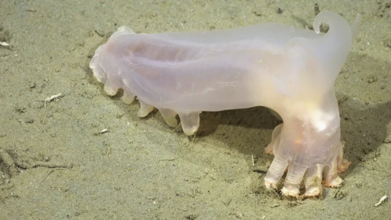 loki-the-sea-cucumber-and-56-other-new-marine-species-discovered-in-deep-sea-argentine-canyon-expedition