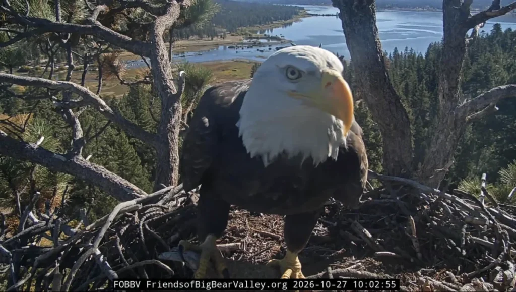 mystery-visitor-arrives-at-big-bear-valley-bald-eagle-nest-following-jackies-passing-and-shadows-absence