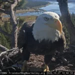 mystery-visitor-arrives-at-big-bear-valley-bald-eagle-nest-following-jackies-passing-and-shadows-absence