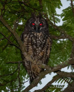 nature-is-metal-its-a-life-eats-life-world-explores-the-unfiltered-reality-of-wildlife-survival