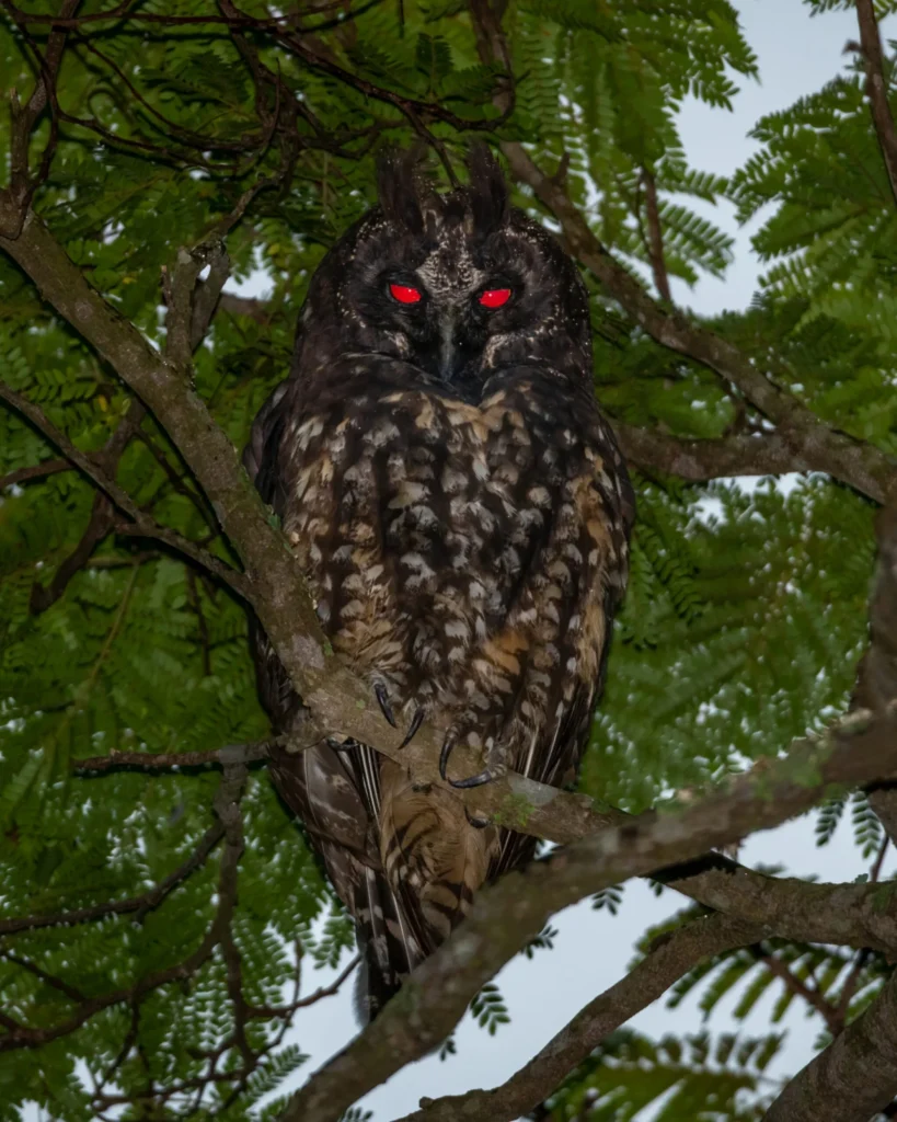 nature-is-metal-its-a-life-eats-life-world-explores-the-unfiltered-reality-of-wildlife-survival