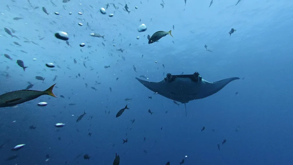 new-research-reveals-how-giant-manta-rays-shift-from-coastal-nurseries-to-open-ocean-migrations
