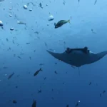 new-research-reveals-how-giant-manta-rays-shift-from-coastal-nurseries-to-open-ocean-migrations