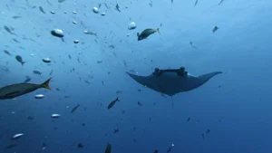 new-research-reveals-how-giant-manta-rays-shift-from-coastal-nurseries-to-open-ocean-migrations
