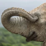 nikon-comedy-wildlife-awards-2026-unveils-hilarious-finalists-highlighting-global-conservation