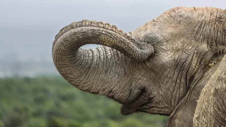 nikon-comedy-wildlife-awards-2026-unveils-hilarious-finalists-highlighting-global-conservation
