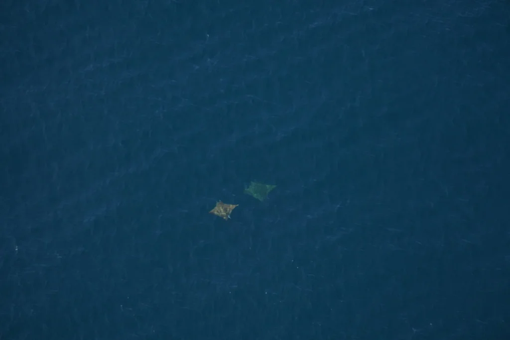 rare-sighting-of-critically-endangered-chilean-devil-rays-off-cape-cod-highlights-ocean-biodiversity-hotspot