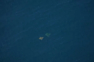 rare-sighting-of-critically-endangered-chilean-devil-rays-off-cape-cod-highlights-ocean-biodiversity-hotspot