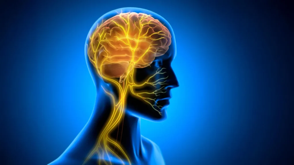 the-vagus-nerve-stimulation-breakthrough-how-body-brain-communication-could-unlock-new-levels-of-human-learning