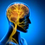 the-vagus-nerve-stimulation-breakthrough-how-brain-body-synchronization-could-revolutionize-human-learning