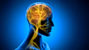 the-vagus-nerve-stimulation-pathway-reveals-new-insights-into-how-the-brain-consolidates-long-term-motor-skills