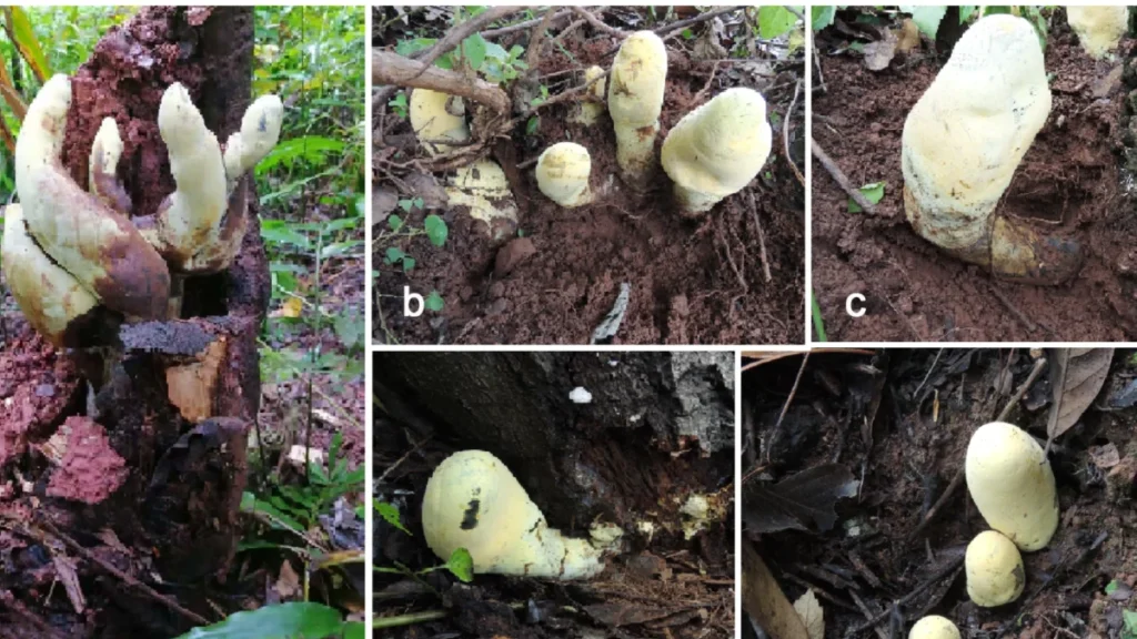 unearthing-the-king-of-fungi-newly-discovered-giant-mushroom-species-rewrites-evolutionary-history