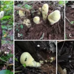 unearthing-the-king-of-fungi-newly-discovered-giant-mushroom-species-rewrites-evolutionary-history