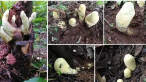 unearthing-the-king-of-fungi-newly-discovered-giant-mushroom-species-rewrites-evolutionary-history