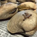unlikely-underwater-gardeners-how-clams-and-rice-paper-are-bringing-long-island-sounds-eelgrass-back-from-the-brink