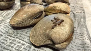 unlikely-underwater-gardeners-how-clams-and-rice-paper-are-bringing-long-island-sounds-eelgrass-back-from-the-brink