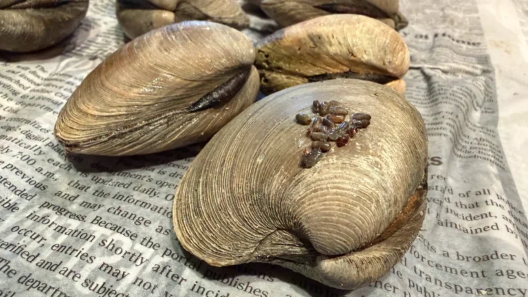 unlikely-underwater-gardeners-how-clams-and-rice-paper-are-bringing-long-island-sounds-eelgrass-back-from-the-brink