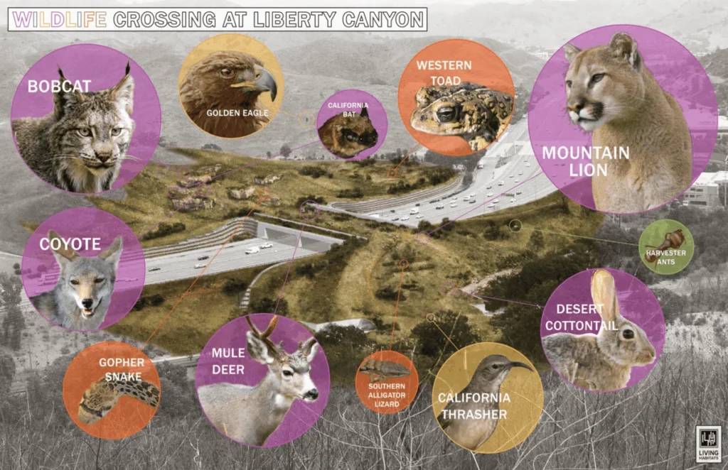 worlds-largest-wildlife-crossing-over-californias-101-freeway-nears-completion-to-heal-fragmented-ecosystems