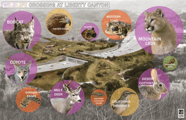 worlds-largest-wildlife-crossing-over-californias-101-freeway-nears-completion-to-heal-fragmented-ecosystems